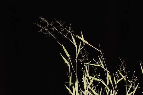 Dichanthelium sabulorum var. thinium #1